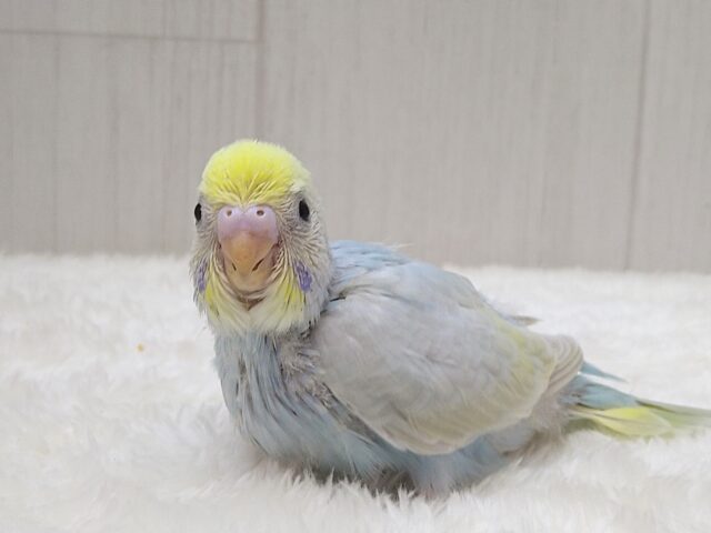 大人気!爽やかカラーなセキセイインコヒナさん来ました パステルレインボー セキセイインコ