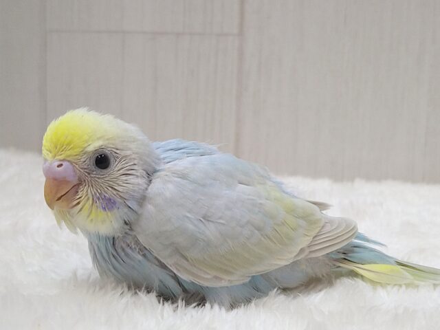 大人気!爽やかカラーなセキセイインコヒナさん来ました パステルレインボー セキセイインコ