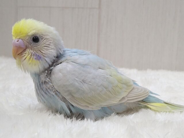 大人気!爽やかカラーなセキセイインコヒナさん来ました パステルレインボー セキセイインコ