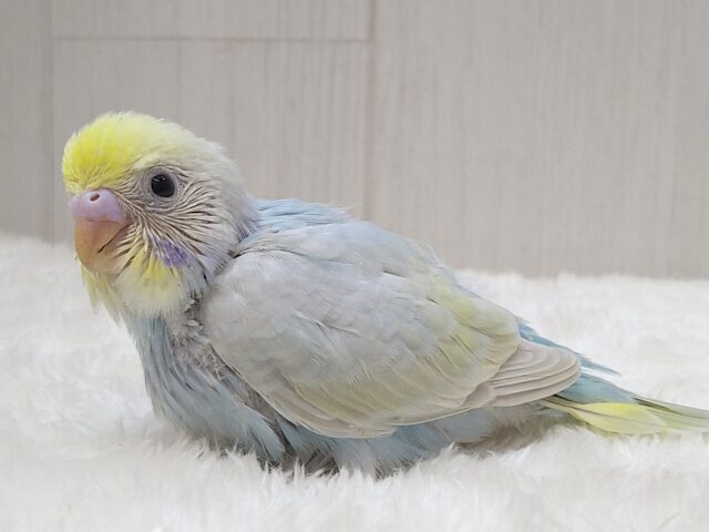大人気!爽やかカラーなセキセイインコヒナさん来ました パステルレインボー セキセイインコ