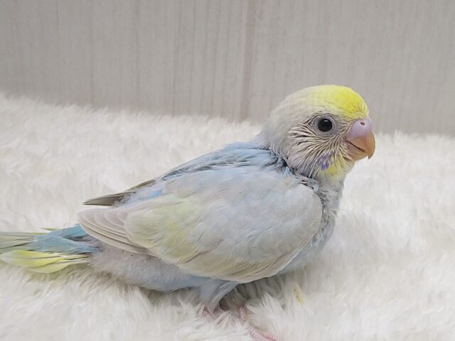大人気!爽やかカラーなセキセイインコヒナさん来ました パステルレインボー 大人気!爽やかカラーなセキセイインコヒナさん来ました パステルレインボー