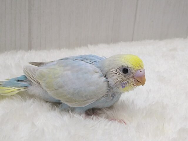 大人気!爽やかカラーなセキセイインコヒナさん来ました パステルレインボー セキセイインコ