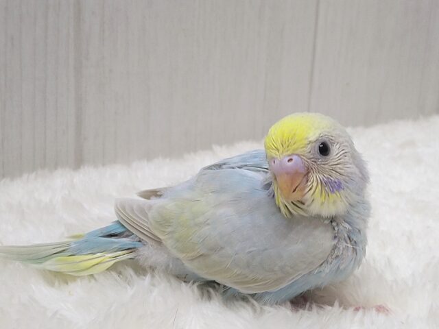 大人気!爽やかカラーなセキセイインコヒナさん来ました パステルレインボー セキセイインコ