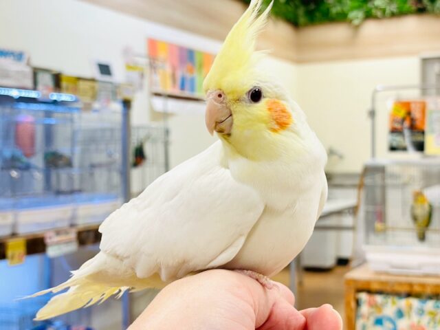 オカメインコ