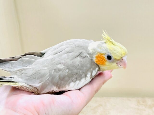 オカメインコ