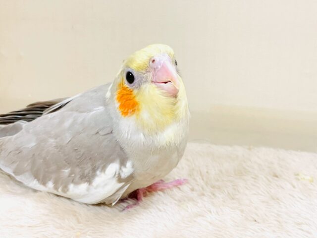 オカメインコ