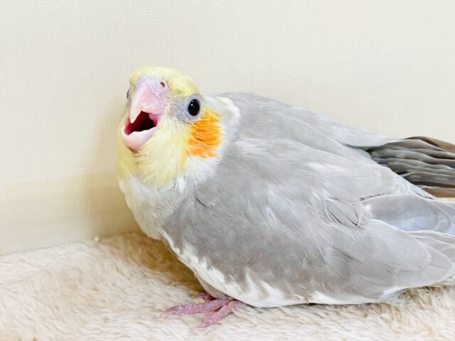 オカメインコ