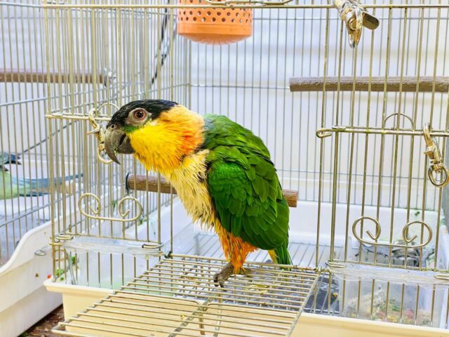 【最新動画】黒い頭が魅力的な元気っ子💕ズグロシロハラインコ(男の子) ズグロシロハラインコ