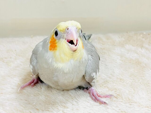 オカメインコ