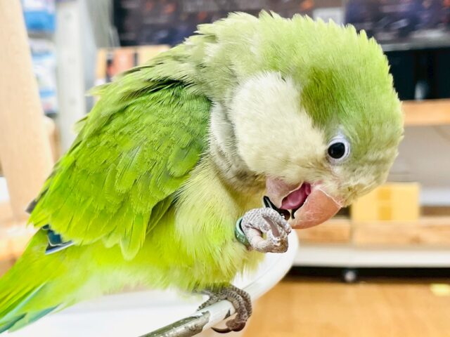 【最新画像】カキカキ時のうっとり顔がたまりません💚オキナインコ(ノーマル) オキナインコ