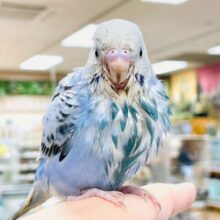 にっこりニコニコ☺️セキセイインコ（オパーリン）ヒナ