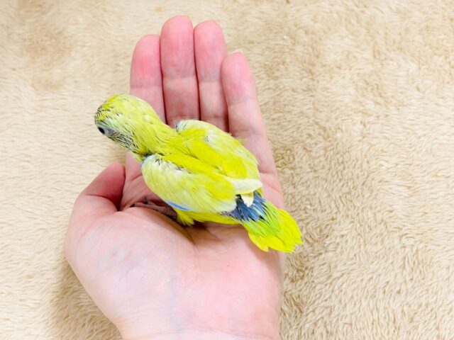 マメルリハ