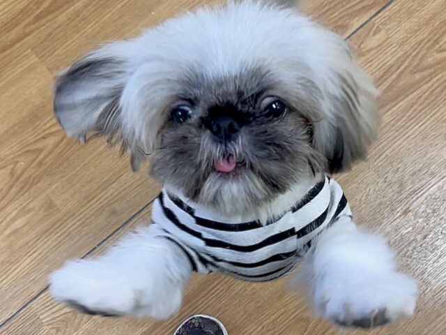 まっくろくろすけ🖤ペキニーズくん ペキニーズ