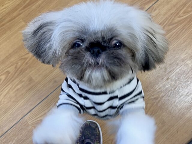 まっくろくろすけ🖤ペキニーズくん ペキニーズ