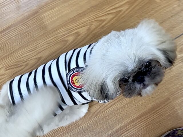 まっくろくろすけ🖤ペキニーズくん ペキニーズ