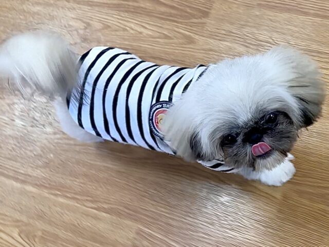 まっくろくろすけ🖤ペキニーズくん ペキニーズ