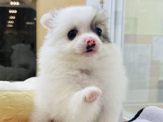 猪突猛進ウリボー!?シーポメちゃん! シーポメ