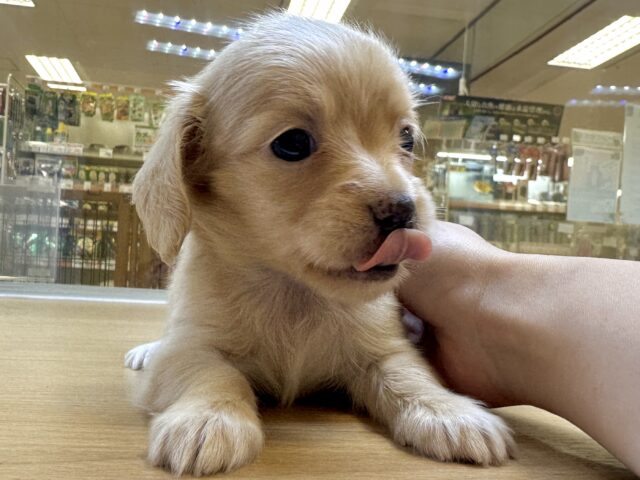 チワックス