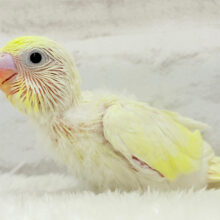 レモンチーズケーキ🍋💛セキセイインコ(クリーム) ヒナ