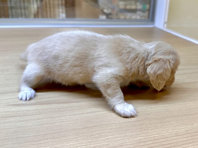チワックス