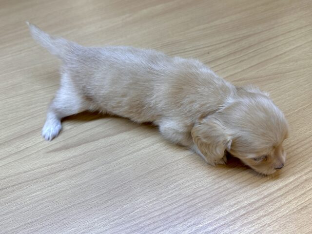 チワックス