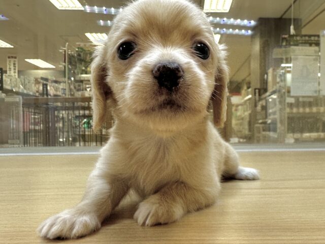 チワックス