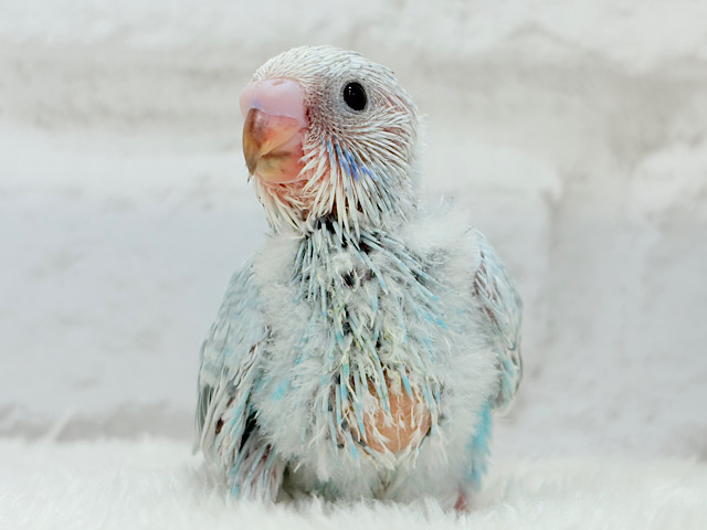 すっきり‪☆爽やか青空🌤セキセイインコ(スパングル) ヒナ