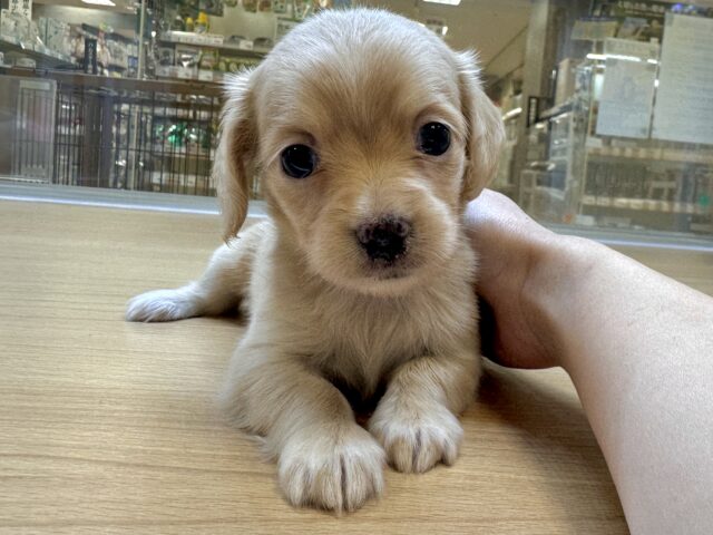 チワックス