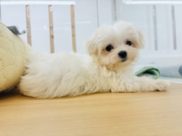 僕の可愛さはどえらいよ〜♥マルチーズくん! マルチーズ