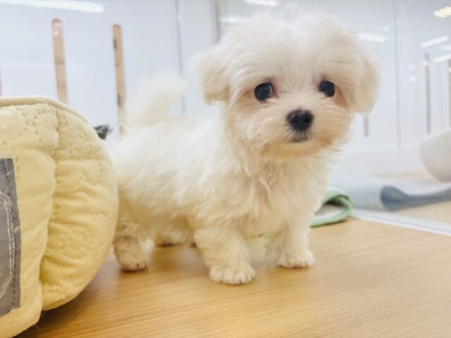 僕の可愛さはどえらいよ〜♥マルチーズくん! マルチーズ