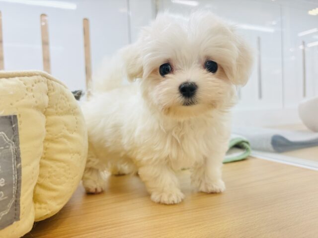 僕の可愛さはどえらいよ〜♥マルチーズくん! マルチーズ