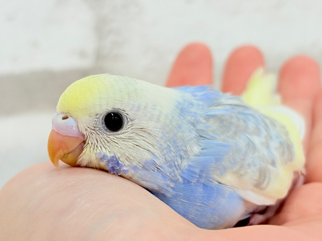 おめめくりくり♡セキセイインコ(パステルレインボーパイド) ヒナ