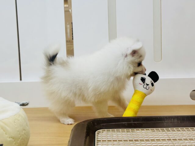 猪突猛進ウリボー!?シーポメちゃん! シーポメ