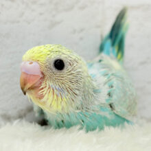 優しめメロンソーダ🍈🧃セキセイインコ(パステルカラーレインボー) ヒナ