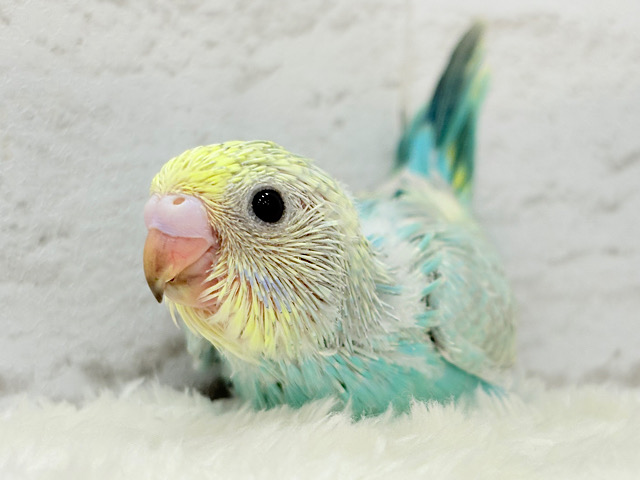 優しめメロンソーダ🍈🧃セキセイインコ(パステルカラーレインボー) ヒナ