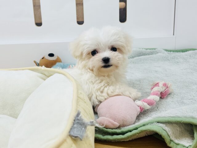 僕の可愛さはどえらいよ〜♥マルチーズくん! マルチーズ