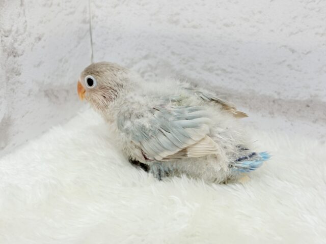 シロボタンインコ