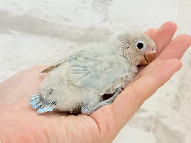 シロボタンインコ
