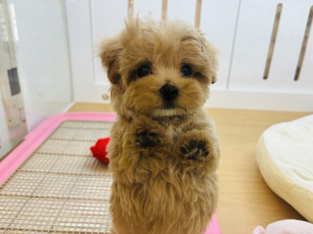 人が好きすぎてごめんなしゃい♡マルプーくん! マルプー
