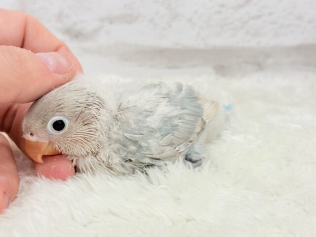 シロボタンインコ