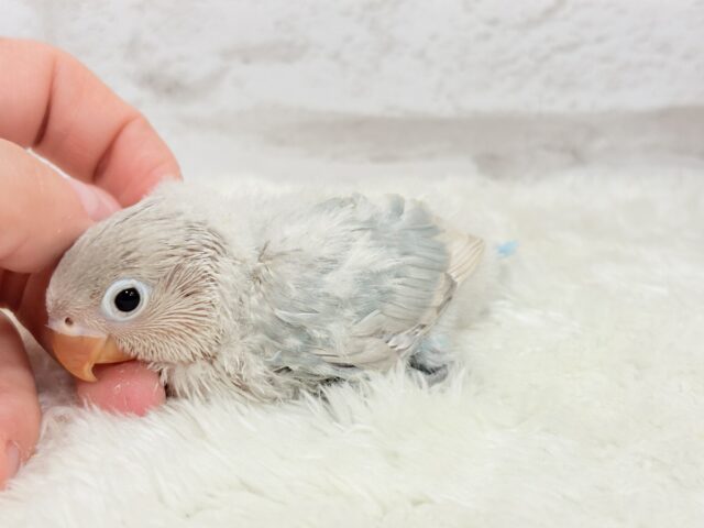 シロボタンインコ
