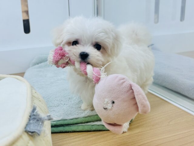 僕の可愛さはどえらいよ〜♥マルチーズくん! マルチーズ
