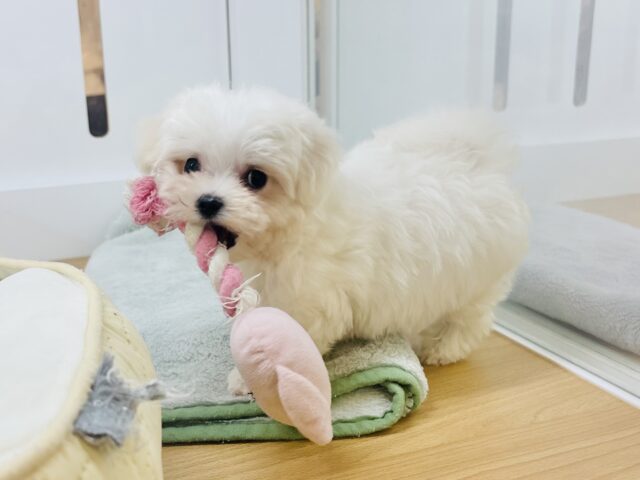 僕の可愛さはどえらいよ〜♥マルチーズくん! マルチーズ