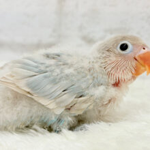 これぞ天使🧚‍♀️🫧一瞬で目が奪われる✨シロボタンインコ ヒナ