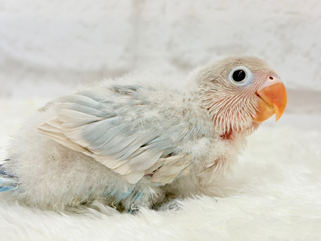 これぞ天使🧚‍♀️🫧一瞬で目が奪われる✨シロボタンインコ ヒナ