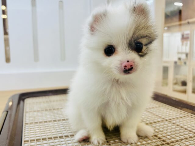 猪突猛進ウリボー!?シーポメちゃん! シーポメ