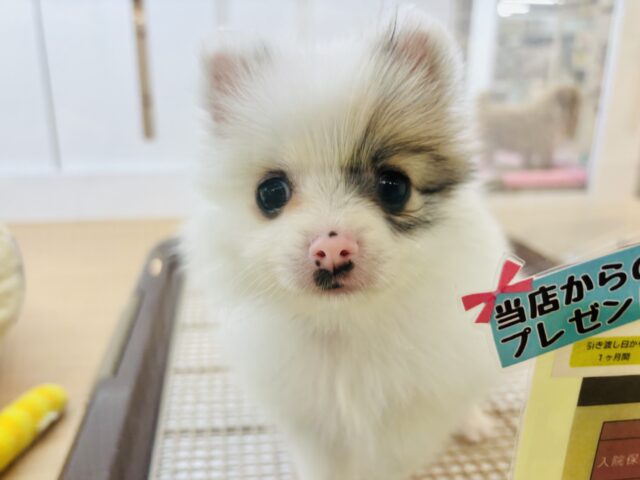 猪突猛進ウリボー!?シーポメちゃん! シーポメ