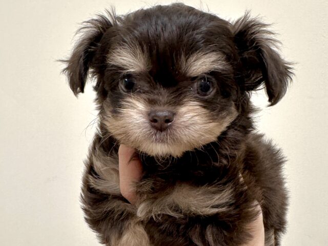 かわいいチョコレートカラー🍫💝ミックス犬(チワワ✖️トイプードル)女の子