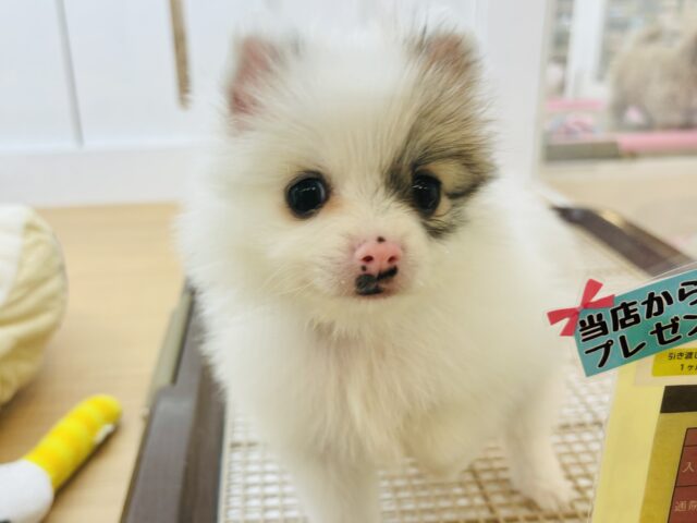 猪突猛進ウリボー!?シーポメちゃん! シーポメ