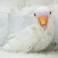 ピュアピュアホワイト🤍セキセイインコ(アルビノ) ヒナ
